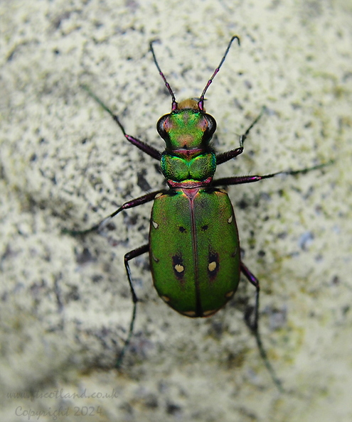 green-tiger-beetle-004.jpg