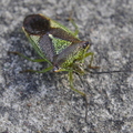 Hawthorn Shieldbug (Acanthosoma Haemorrhoidale)