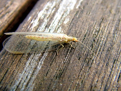 Lacewing (Chrysopidae)