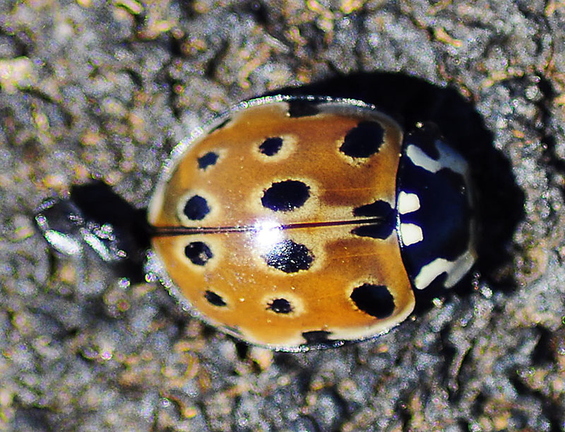 Eyed Ladybird (Anatis ocellata)
