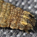 Large Yellow Underwing Moth Caterpillar Front