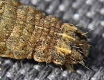 Large Yellow Underwing Moth Caterpillar Front