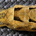 Large Yellow Underwing Moth Caterpillar Rear