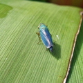 Leafhopper Cicadella viridis