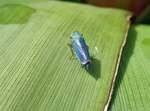 Leafhopper Cicadella viridis