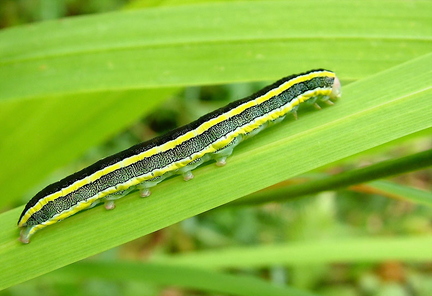 Melanchra Ceramica pisi Broom Moth Caterpillar