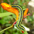 Melanchra ceramica pisi Caterpillar Broom Moth