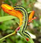 Melanchra ceramica pisi Caterpillar Broom Moth