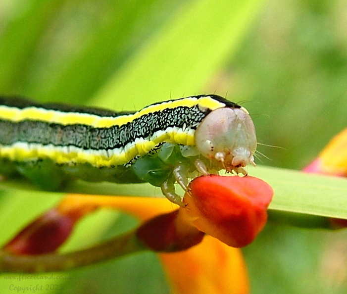 melanchra-ceramica-pisi-caterpillar-003.jpg