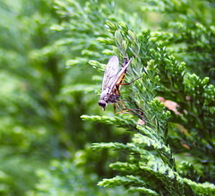 Oak Fly, Downlooker, Snipe Fly Or Stob Fly ( Rhagio scolopaceus)