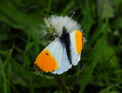 Orange Tip Butterfly (Anthocharis cardamines)