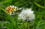 Orange Tip Butterfly (Anthocharis cardamines) Showing The Markings On The Underside Of The Wings
