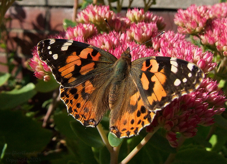 painted-lady-butterfly-001.jpg