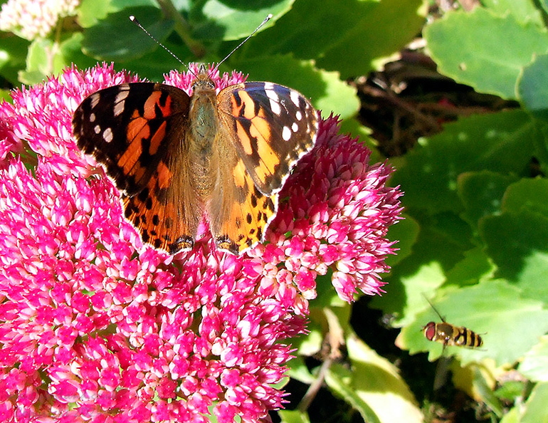 painted-lady-butterfly-002.jpg