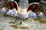 Poplar Hawkmoth (Laothoe Populi)