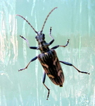 Rhagium bifasciatum Two-banded Longhorn Beetle