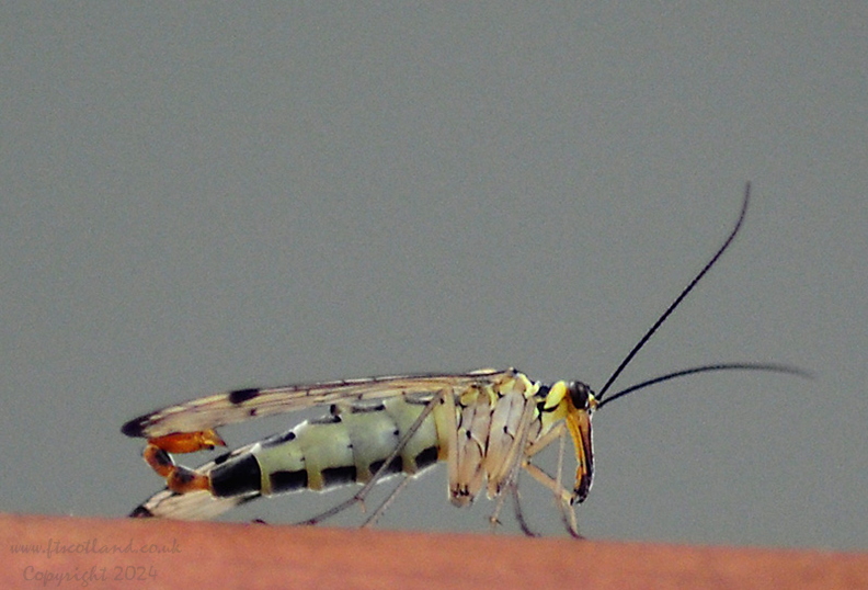 scorpion-fly-panorpa-germanica-001.jpg