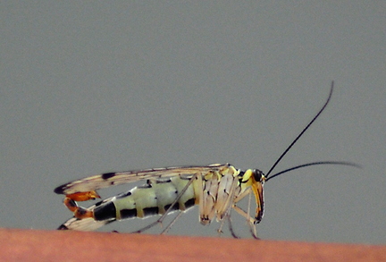 Scorpion Fly Panorpa germanica