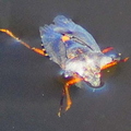 Forest Shieldbug Pentatoma rufipes After Landing In The Water