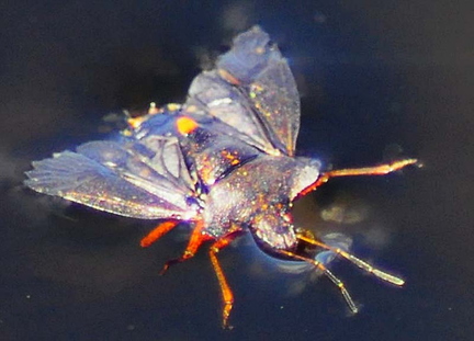 Forest Shieldbug Pentatoma rufipes After Landing In The Water Showing It's Open Wings