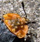 Oieceoptoma thoracicum Carrion Beetle