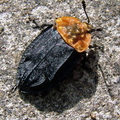 Oieceoptoma thoracicum Carrion Beetle