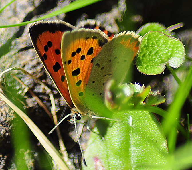 small-copper-butterfly-002.jpg