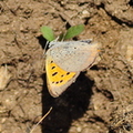 Small Copper Butterfly (Lycaena phlaeas)