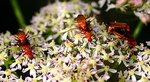 Soldier Beetle (Rhagonycha fulva)