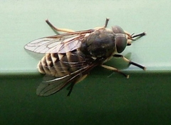 Pale Giant Horsefly (Tabanus bovinus)