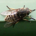 Pale Giant Horsefly (Tabanus bovinus)
