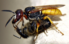 Wasp Killing Fly