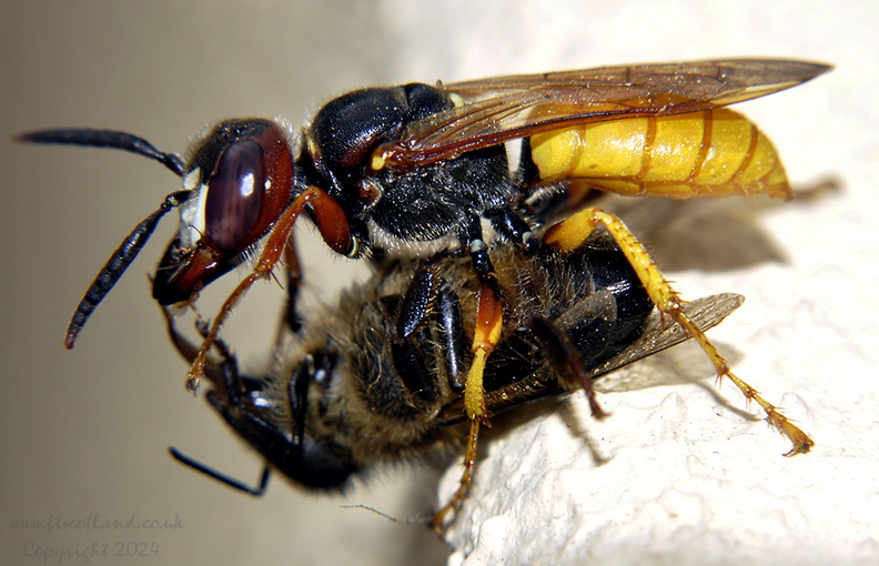 wasp-and-fly-001.jpg