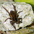 Wolf Spider (Pardosa amentata)