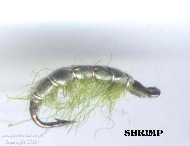 shrimp.729x561.jpg