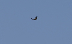 Red Kite