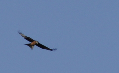 red-kite-003