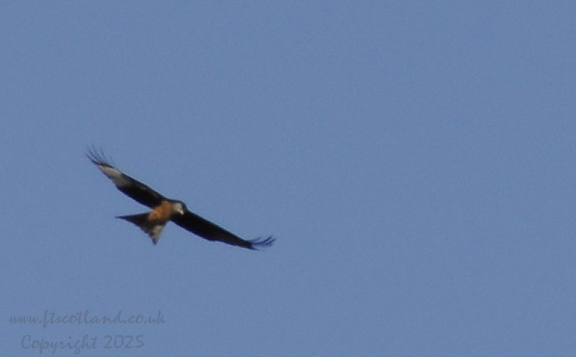 red-kite-003