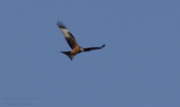 Red Kite
