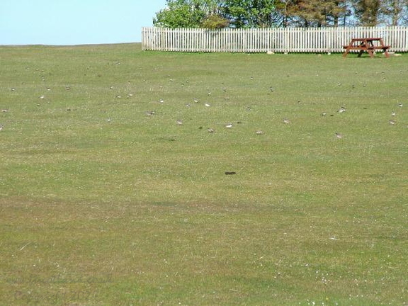 Flock Of Plover (Charadrius hiaticula)