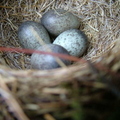 Meadow Pipit (Anthus pratensis) Nest and Eggs