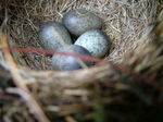 Meadow Pipit (Anthus pratensis) Nest and Eggs