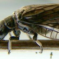 Close Up Of Alder Fly