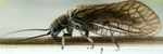 Close Up Of Alder Fly