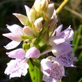 Common Spotted Orchid (Dactylorhiza Fuchsii)