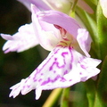 Common Spotted Orchid (Dactylorhiza Fuchsii)