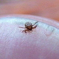 Tick Closeup
