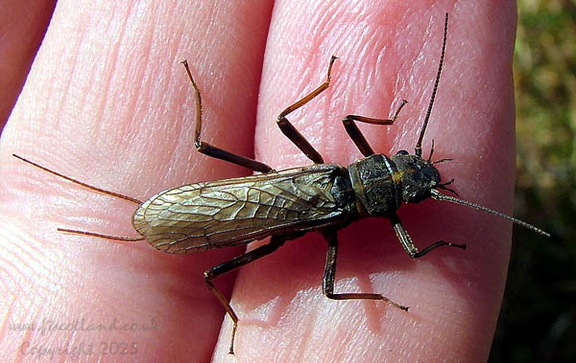 Stonefly Female