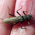 Stonefly Female