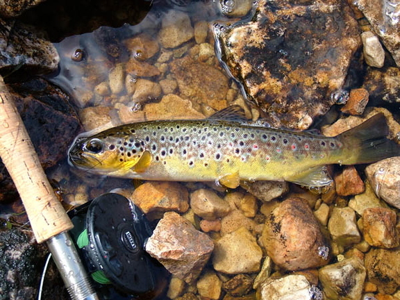 Brown Trout